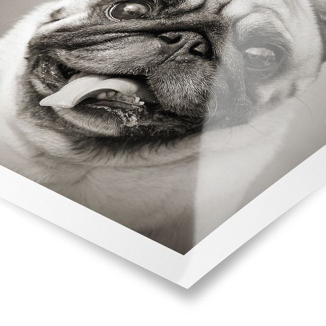 Póster animales Funny Pug