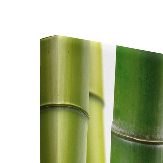 Cuadros de plantas Bamboo Plants