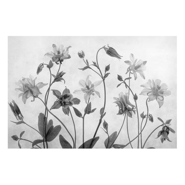 Tableros magnéticos flores Forest Aquilegia Black And White