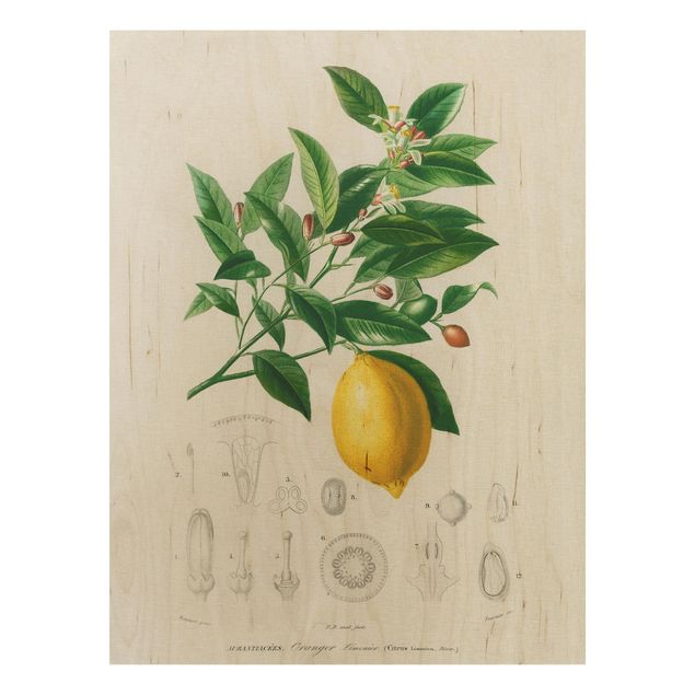 Cuadros de madera flores Botany Vintage Illustration Of Lemon