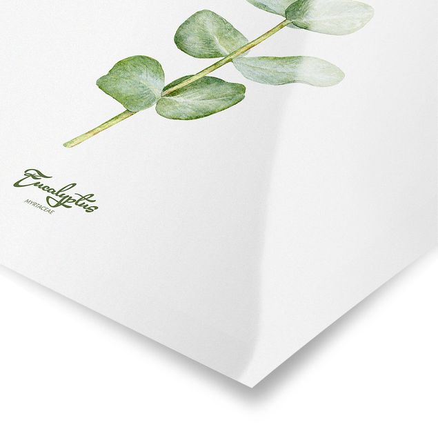 Láminas decorativas Watercolour Botany Eucalyptus