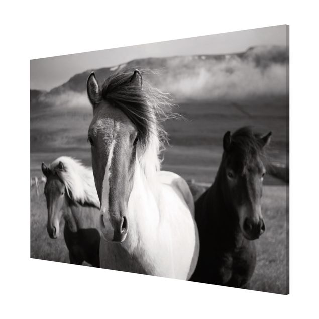Tableros magnéticos animales Wild Horses Black And White