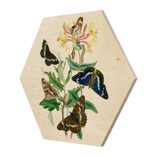 Hexagon Bild Holz - Britische Schmetterlinge IV