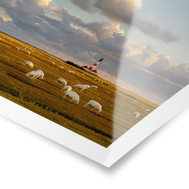 Póster animales North Sea Lighthouse With Flock Of Sheep