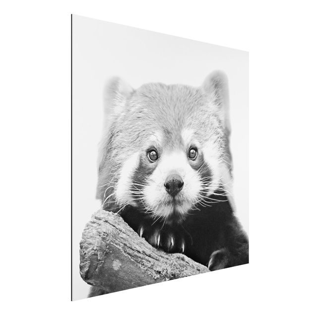 Decoración infantil pared Red Panda In Black And White