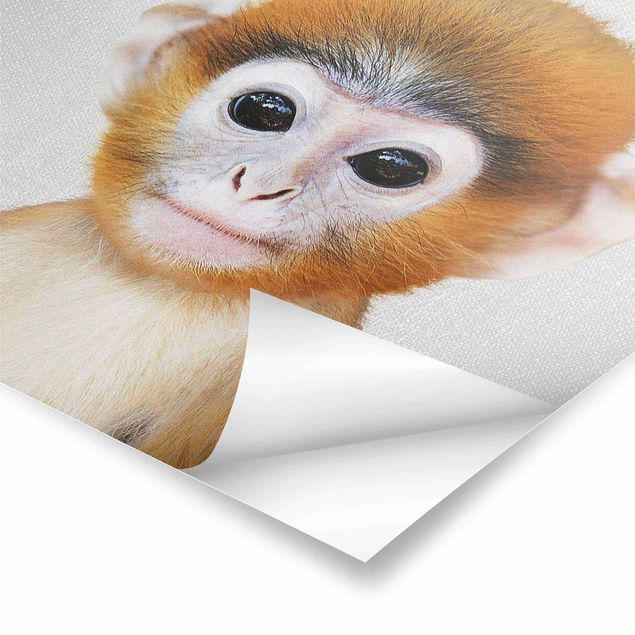 Cuadros de Gal Design Baby Monkey Anton