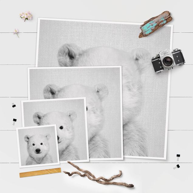 Cuadros decorativos Baby Polar Bear Emil Black And White