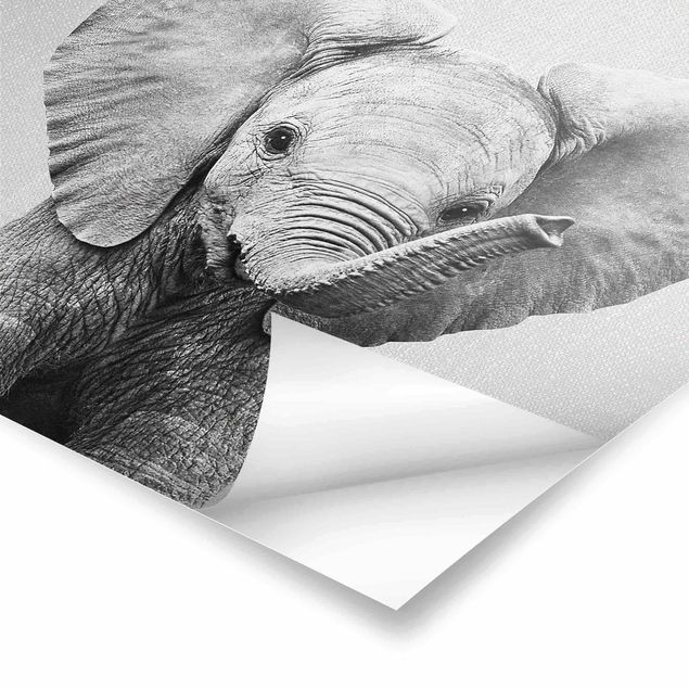 Cuadros de Gal Design Baby Elephant Elsa Black And White