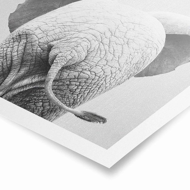 Cuadros decorativos modernos Baby Elephant From Behind Black And White