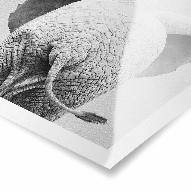 Cuadros en blanco y negro Baby Elephant From Behind Black And White