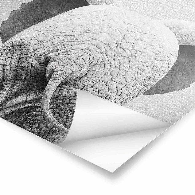 Cuadros de Gal Design Baby Elephant From Behind Black And White