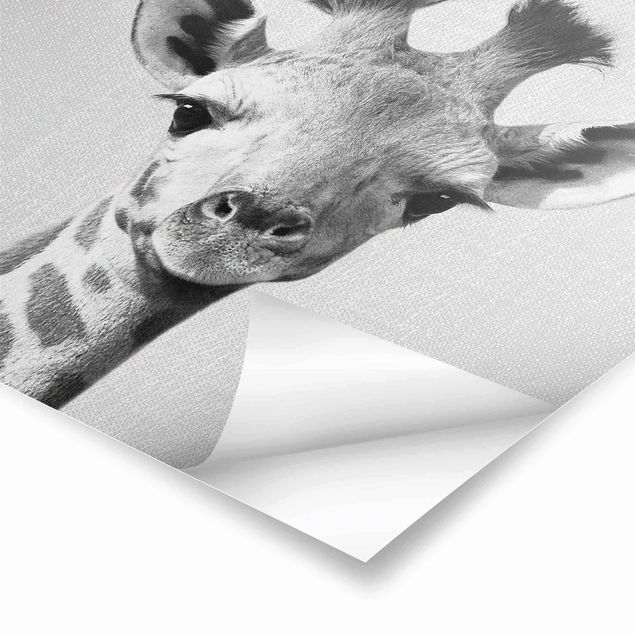 Cuadros de Gal Design Baby Giraffe Gandalf Black And White