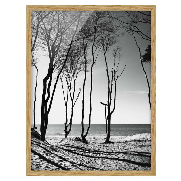 Cuadros playas Trees At the Baltic Sea