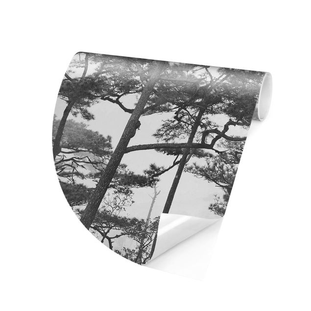 Papel pintado en blanco y negro Treetops In Fog Black And White