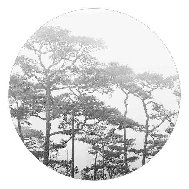 Papel pintado paisajes naturales Treetops In Fog Black And White