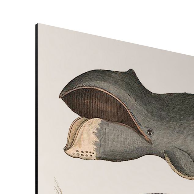 Cuadros animales Five Vintage Whales