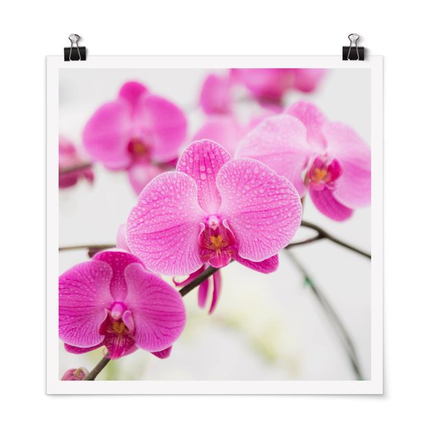 Láminas flores Close-Up Orchid