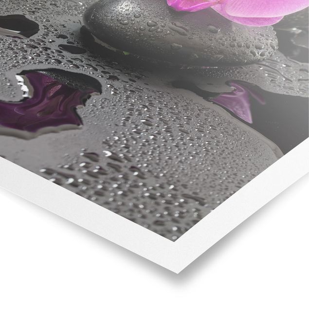 Póster cuadros famosos Pink Orchid Flower On Stones With Drops