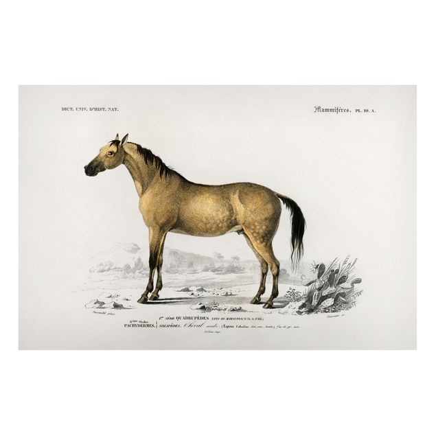 Cuadros caballos Vintage Board Horse