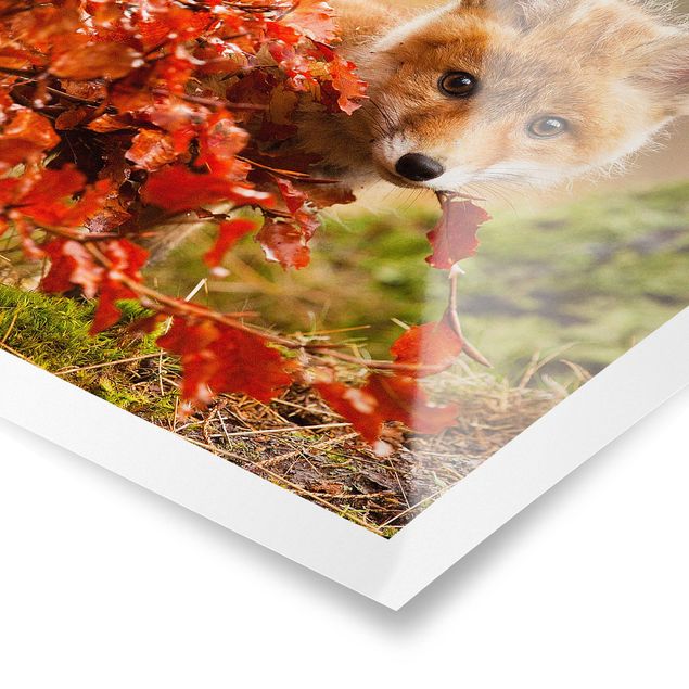 Cuadros de plantas naturales Fox In Autumn