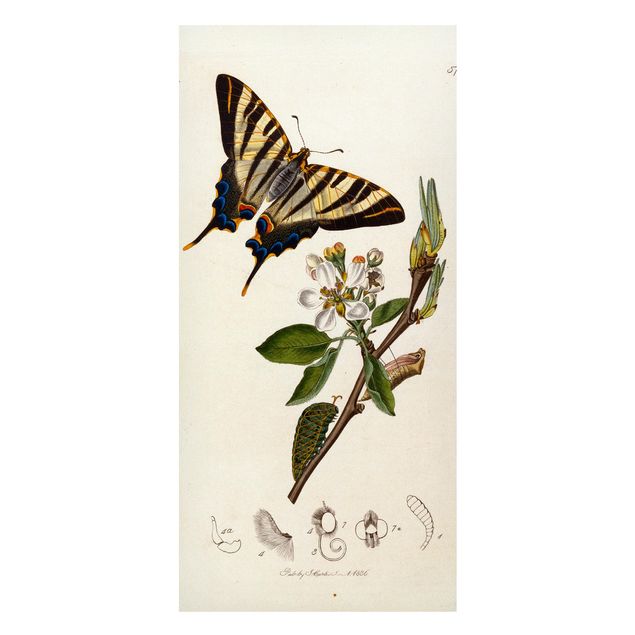Láminas cuadros famosos John Curtis - A Scarce Swallow-Tail Butterfly