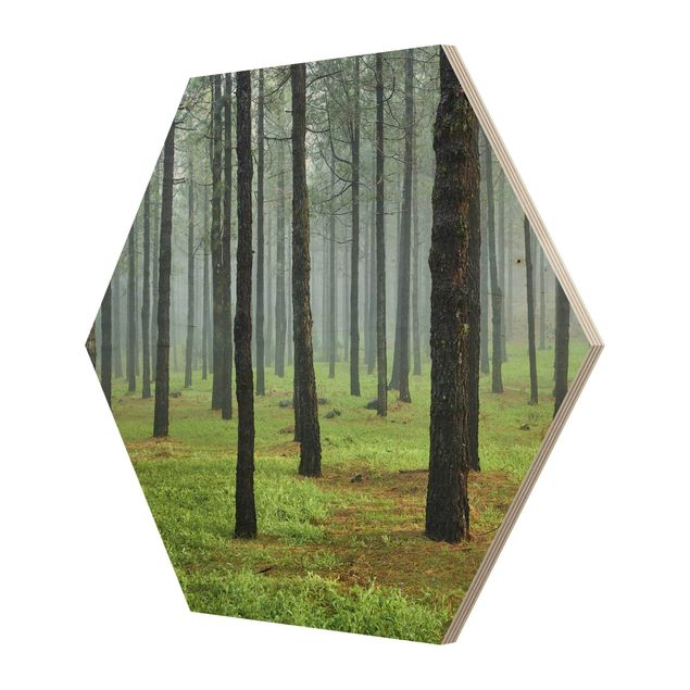 cuadro hexagonal Deep Forest With Pine Trees On La Palma
