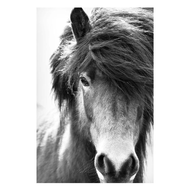 Cuadros caballos Icelandic Horse In Black And White