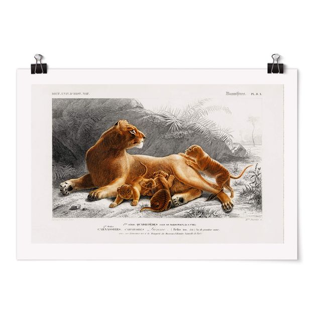 Póster de paisajes Vintage Board Lioness And Lion Cubs