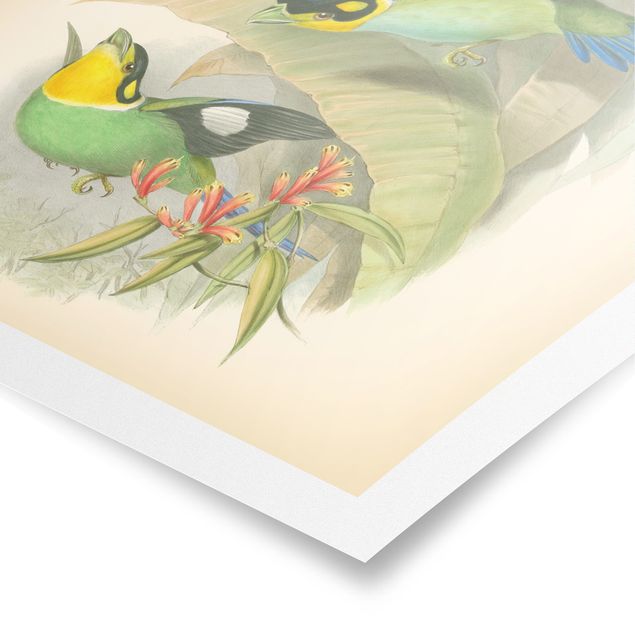 Cuadro verde Vintage Illustration Tropical Birds