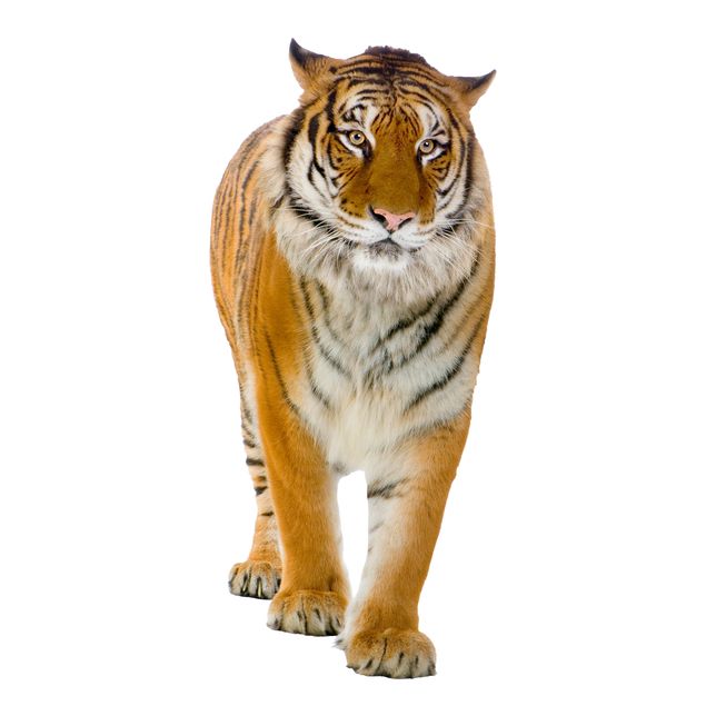Vinilos para cristales animales Banyan tiger
