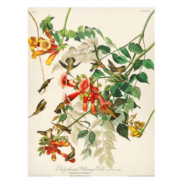 Tableros magnéticos flores Vintage Board Hummingbirds