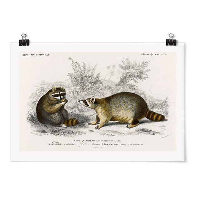 Póster animales Vintage Board Raccoon