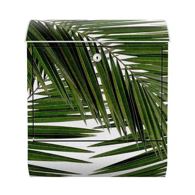 Buzón paisajes View Through Green Palm Leaves