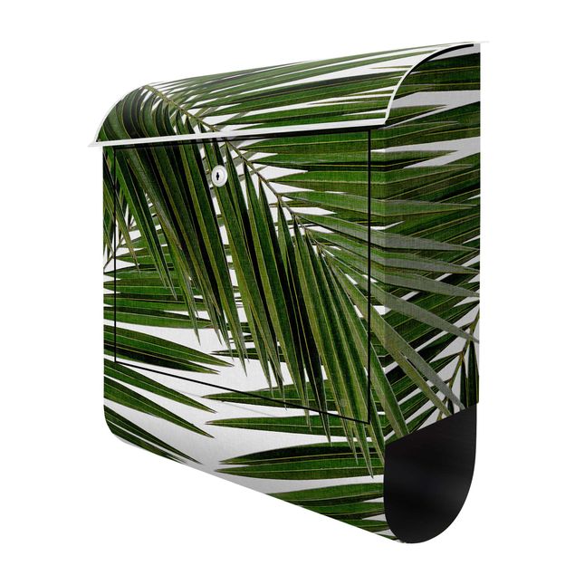 Buzón verde View Through Green Palm Leaves