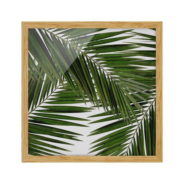 Cuadros de plantas View Through Green Palm Leaves