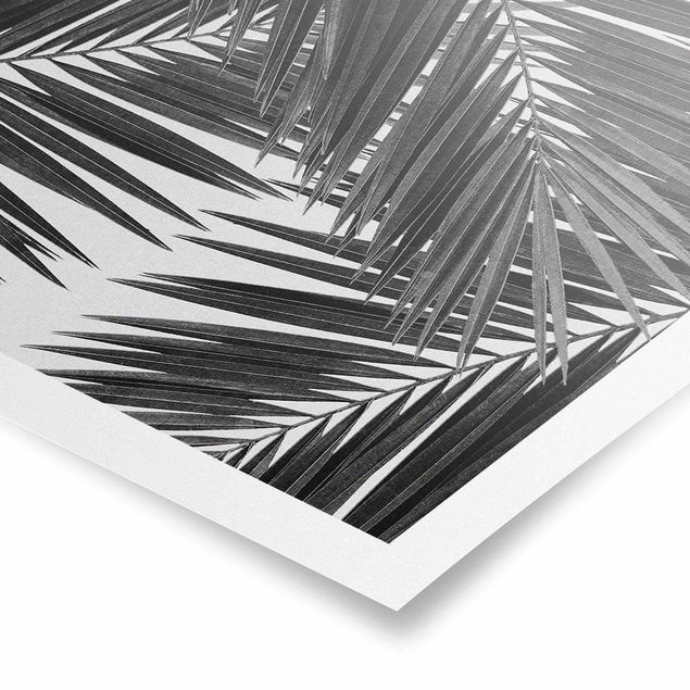 Cuadros de plantas View Through Palm Leaves Black And White