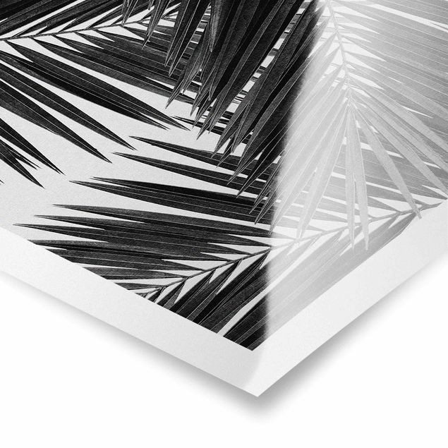 Cuadros en blanco y negro View Through Palm Leaves Black And White