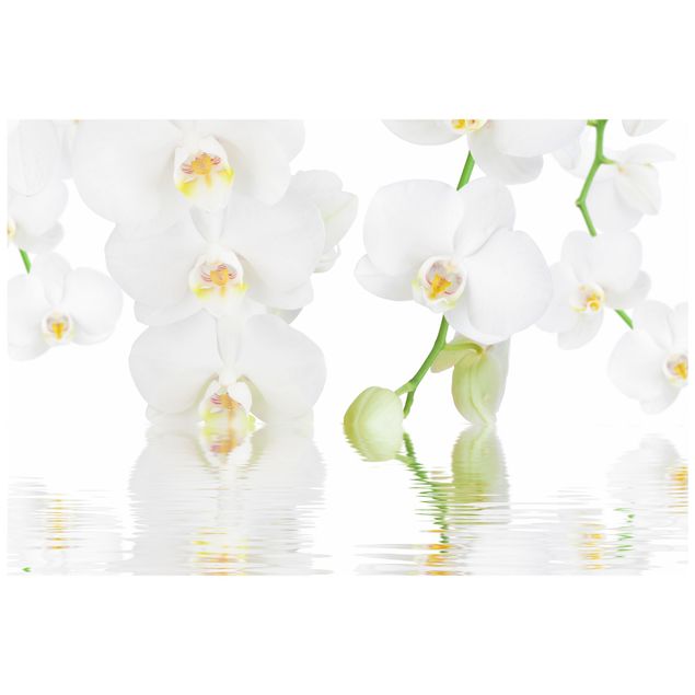 Vinilos de flores para ventanas Spa Orchid - White Orchid