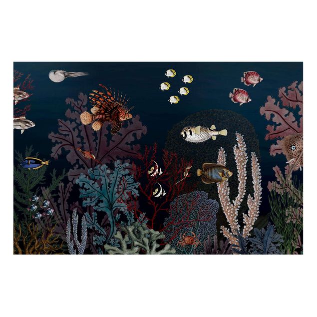 Cuadros paisajes Colourful coral reef at night