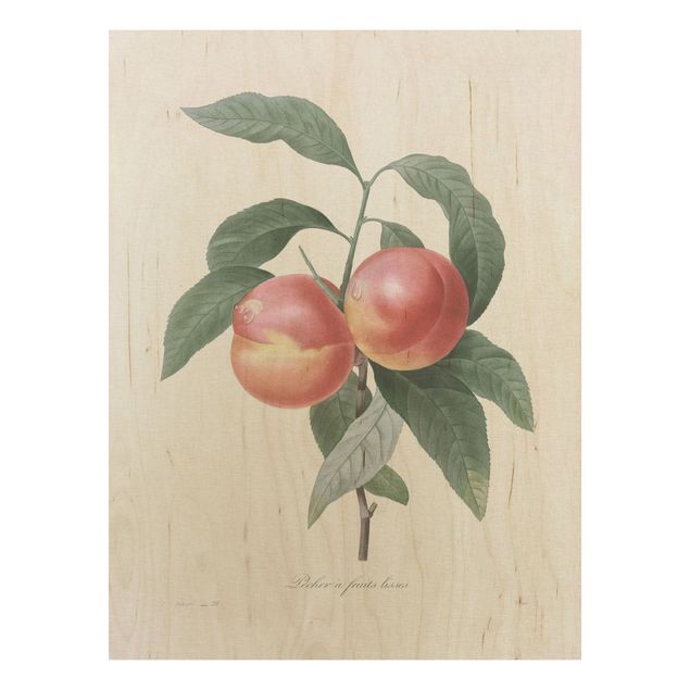 Cuadros de madera flores Botany Vintage Illustration Peach