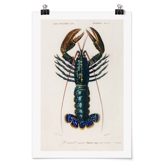 Cuadros retro Vintage Board Blue Lobster