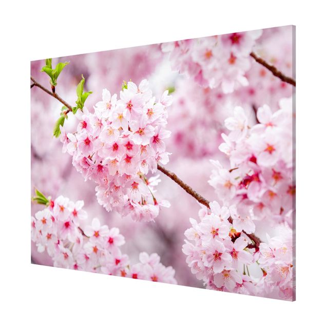Tableros magnéticos flores Japanese Cherry Blossoms