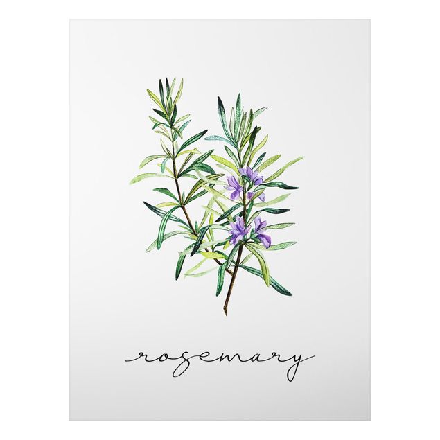 Cuadro de especias Herbs Illustration Rosemary