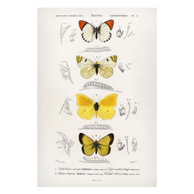 Cuadros de mariposas Vintage Board Butterflies II