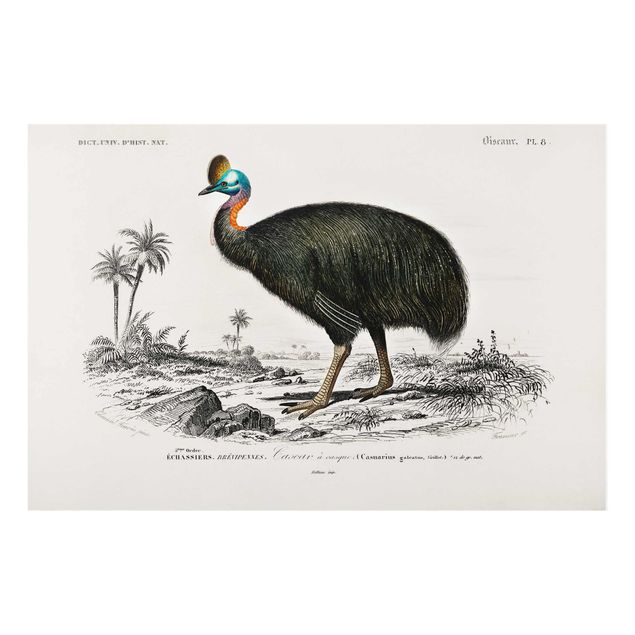 Cuadros paisajes naturaleza Vintage Board Emu