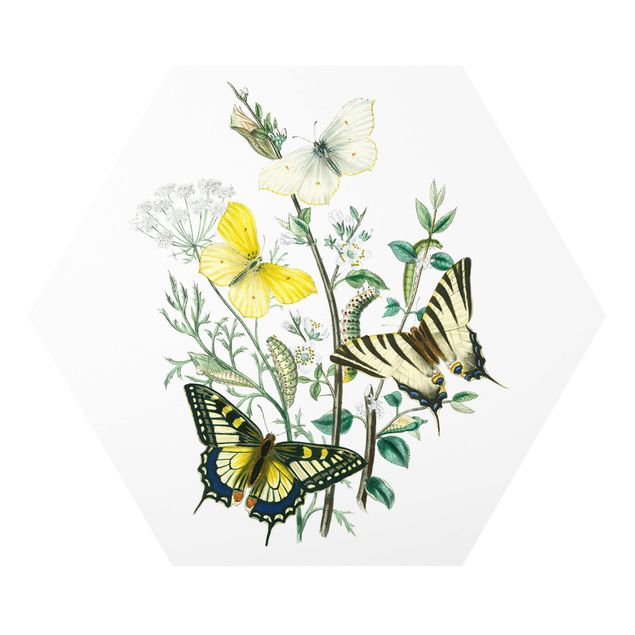 Cuadros decorativos modernos British Butterflies III
