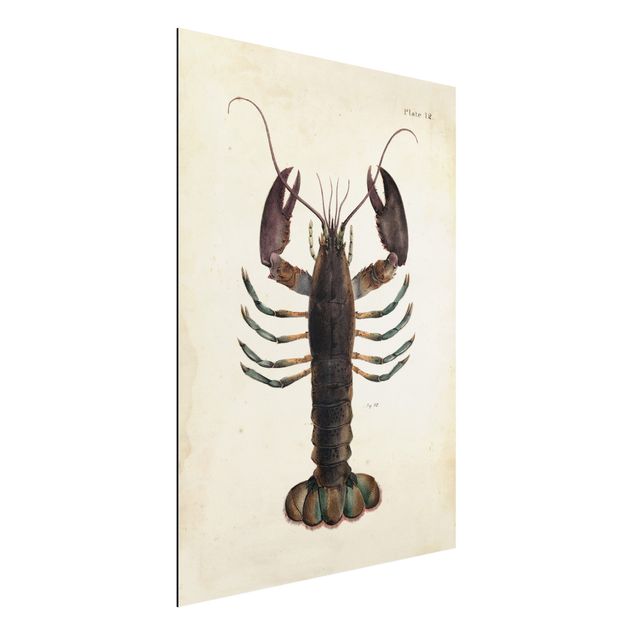 Decoración en la cocina Vintage Illustration Lobster