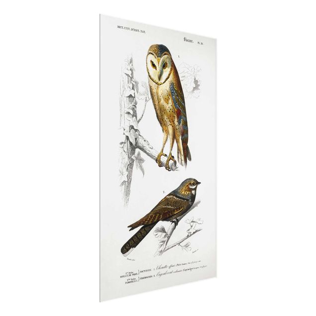 Cuadro vintage Vintage Board Owl And Swallow