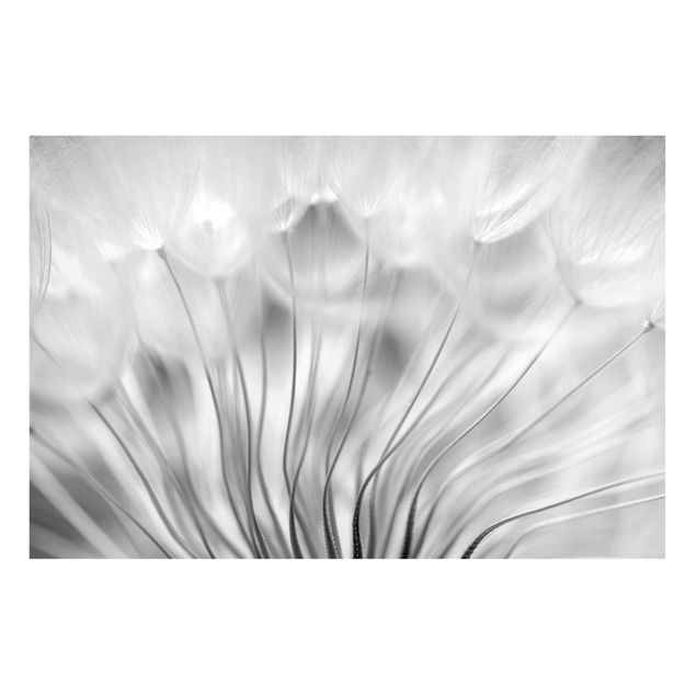 Tableros magnéticos flores Beautiful Dandelion Black And White