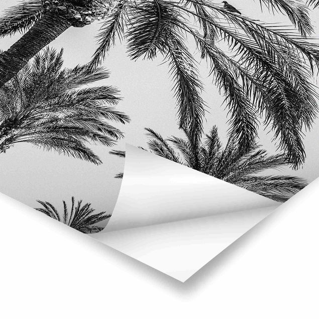 Cuadros Uwe Merkel Palm Trees At Sunset Black And White